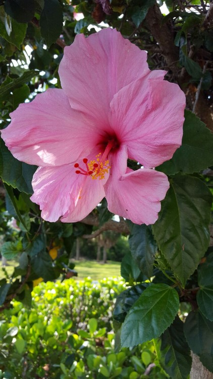 outdoormagic: In Florida, these guys are almost ubiquitous, but I still love hibiscus.