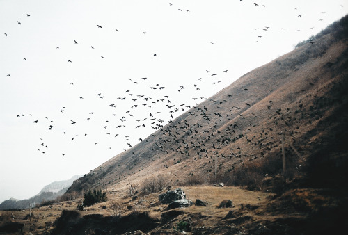 alcyere:Untitled (by okushnarenko)