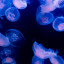 total-jellyfish-lover