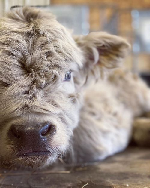 portrait of the wee fuzzyheilan coo calf via rolling 7 mini highlands