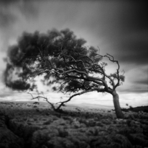 stephenmcnallyphotography: the tree shakes and shivers leaves on extended limbs whisper messages