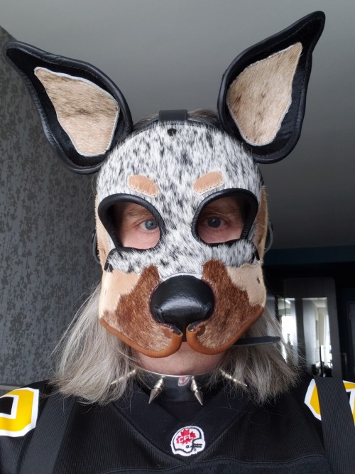 Newly acquired furry and leather dog mask - Australian Shepherd - Woof!