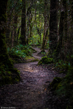 outdoormagic:  The Forest Path by SimonGriffiths on Flickr.