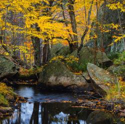 bookofoctober: Greenwood Creek State Forest,