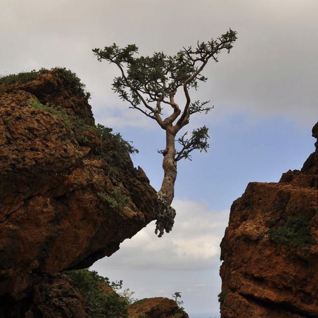 milkywayrollercoaster:  Nature Doesn´t Give Up photos web 