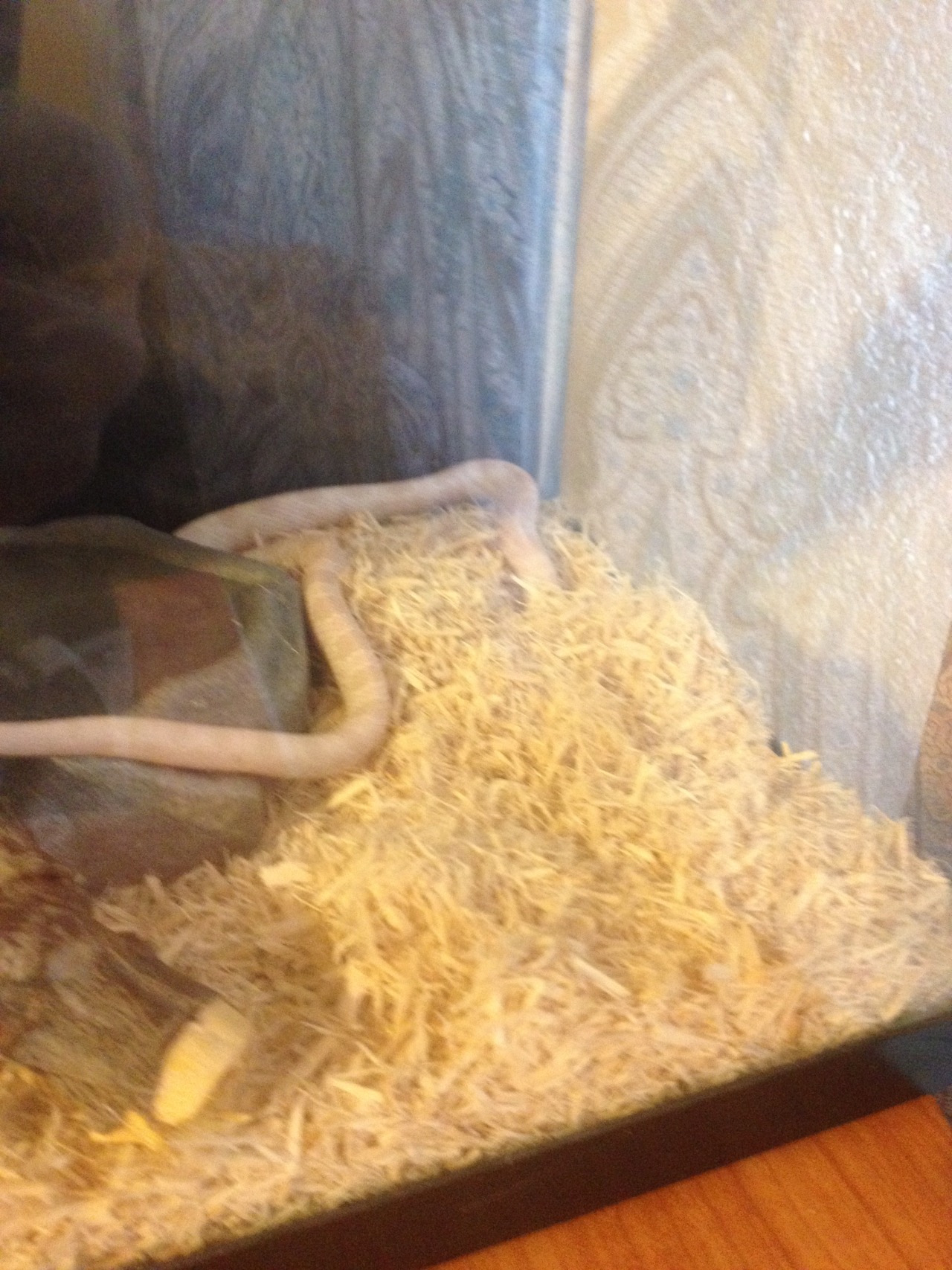 MORE ADORABLE PICUTRESSSSSSSSSLGHRLGJHRKGJRHGAKRJGHAFKJGHZKRGHZFKJGHZLKGHZK.JGZD;KLZHS