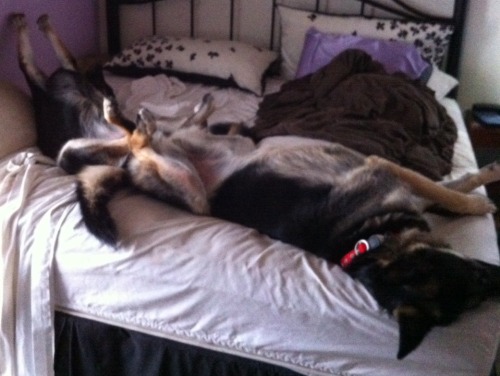 My dogs could have the whole house to laze adult photos