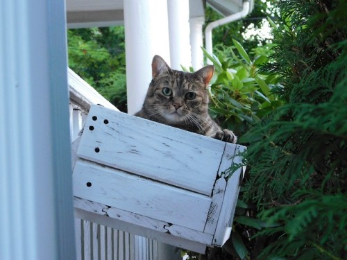 funkylittleghost:Cricket loooooooves the window boxes on the front porch. We never plant anything in