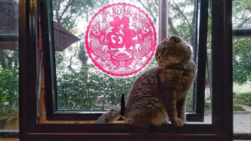 aliciaysl:This cat gets an entire post because it’s too darn cute