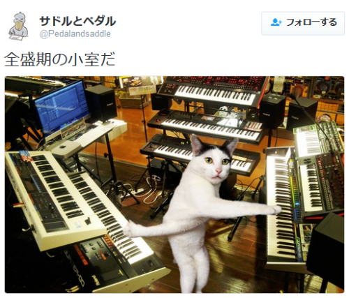 highlandvalley:aktさんのツイート: “キャットタワーとベッドに同時に爪が引っかかってしまった猫ちゃん https://t.co/tzgFKW7YST”