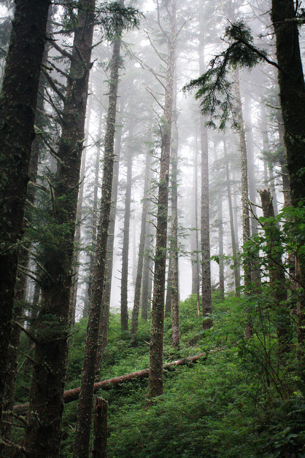 4nimalparty:  Enchanted XXIV (by quiet nymphs) 