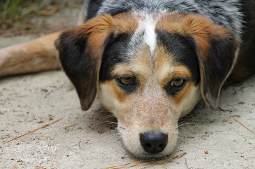 My sweet girl!Late:I had uploaded these to my Facebook page for &ldquo;National Dog Day&rdquo; on th