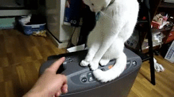 jaidefinichon:  Gato culiao pesao 