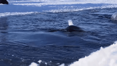 florafaunagifs:Orcas putting on a show in the Ross Sea