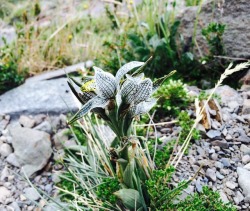 wild orchids in Patagonia  – Jan 2016.