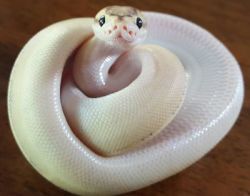 ftcreature:a happy pretzel noodle 🐍🙂