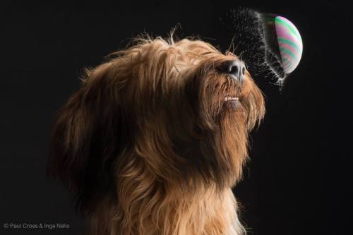 Porn Pics thefrogman:  Dogs & Bubbles by Paul Croes