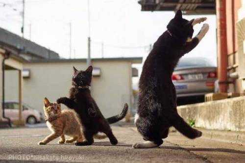 mymodernmet:Perfectly-Timed Photos Transform Ordinary Felines into Agile Ninja Cats