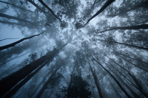 2011-09-03 Sutro Forest 4455 by phudson1442 on Flickr.More Landscapes here.