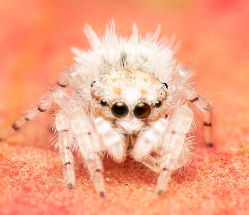 cute spiders tumblr
