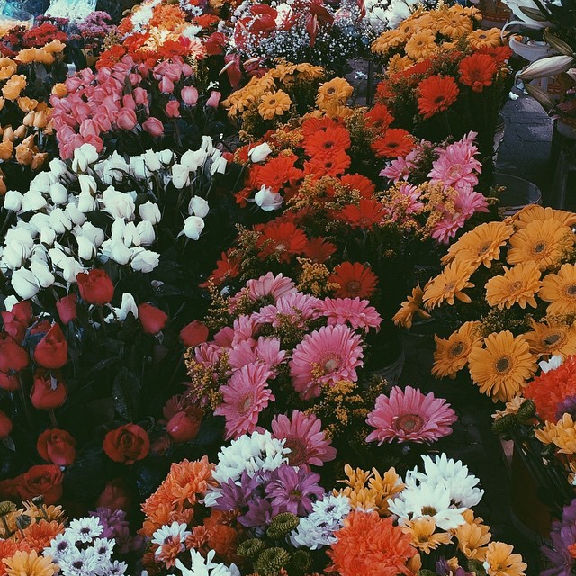rosaanorte:  .