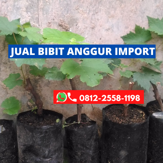 Bibit anggur import