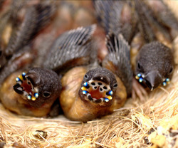 sixpenceee:  Gouldian Finch chicks have blue