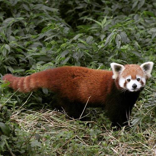 A #RedPanda at the #Himalayan Zoological Park, near Gangtok, East #Sikkim, India. This park sprawls 