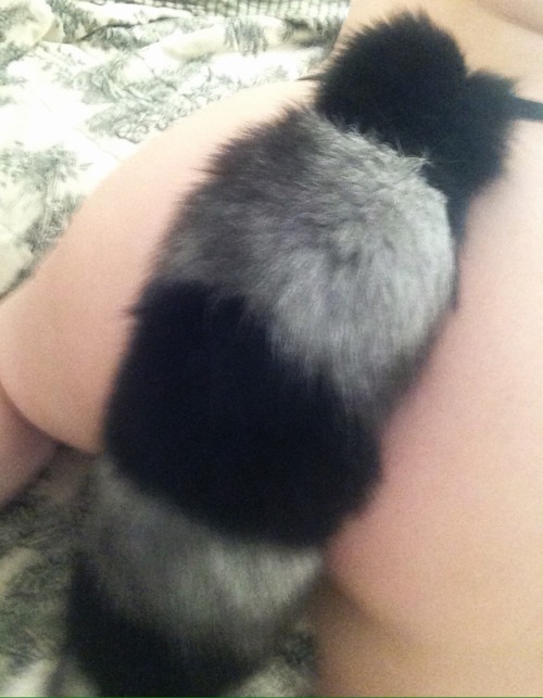 thespankacademy:  frankzdollie:  So not all of the pictures are the best quality but I would like to thank thespankacademy for my amazing custom monster tail. I can’t get over how fluffy this baby is and soft.   The wonderful folks over there were even