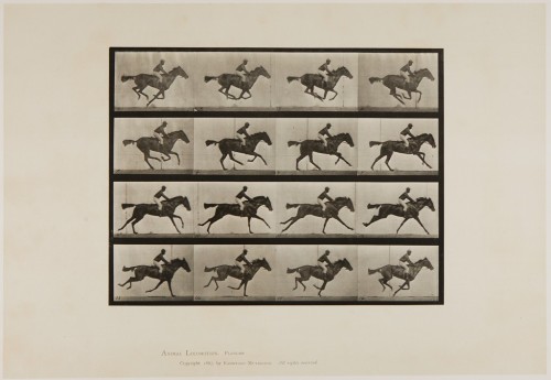 Jockey Riding, Eadweard Muybridge, 1887, Harvard Art Museums: PhotographsHarvard Art Museums/Fogg Mu
