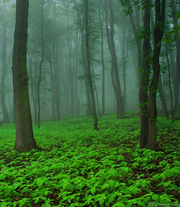 woodendreams:  (by Patrick König) 