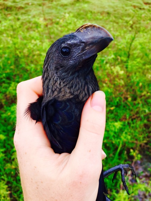 mothbug:a small dinosaur flew into the mist net today