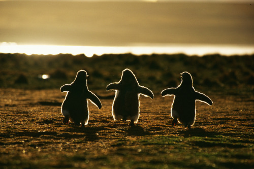 Waddling Baby Gentoo Penguins Three baby Gentoo penguins waddle off into the setting sun. Photo by A