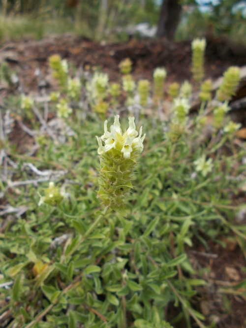 Hyssop-leaved mountain ironwort (Sideritis hyssopifolia)