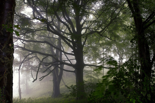 mykindafairytalee: &ldquo;The Watchers in the Wood&rdquo; (Explore) (by Bob Fryer)