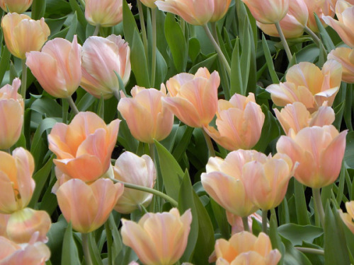 mtfuji:Beautiful Pink Tulips