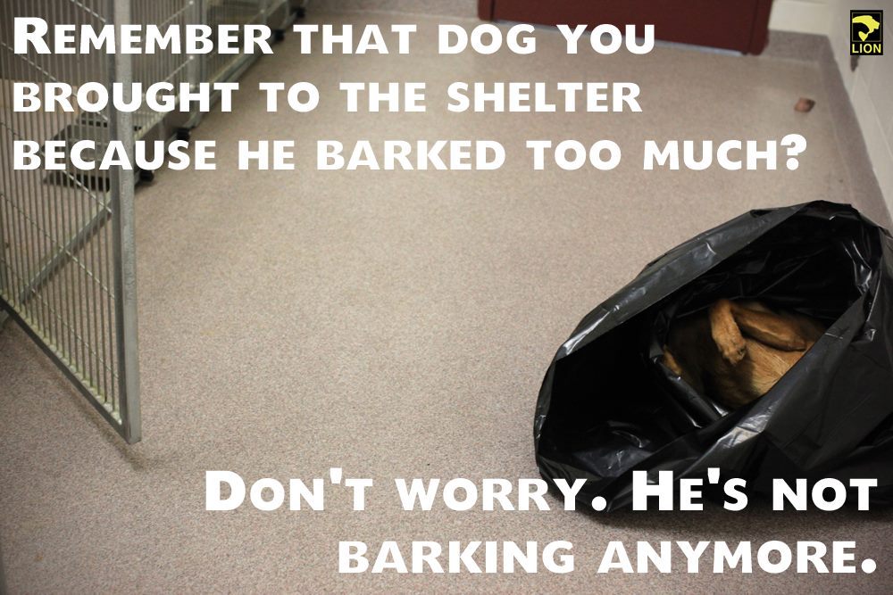 12-gauge-rage:  spiritual-euphoria:  humanelongisland:  A companion animal is a living