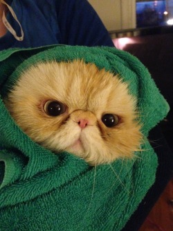 derpycats:  Death will come to those who bathe me. http://lucifurfluffypants.tumblr.com/ 