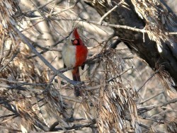 npr:  kqedscience:  This bird might look like a holiday ornament, but it is actually a rare half-female, half-male northern cardinal “Researchers have long known such split-sex “gynandromorphs” exist in insects, crustaceans, and birds. But scientists