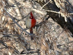 npr:  kqedscience:  This bird might look