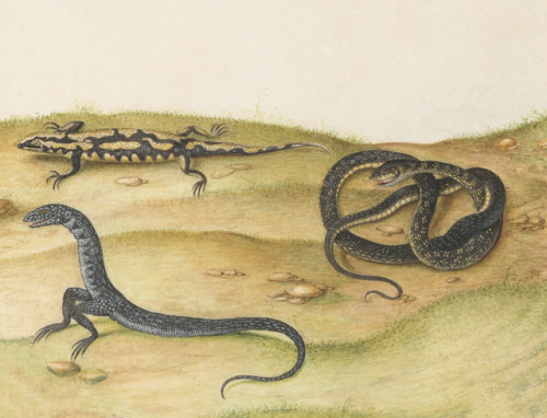 Joris Hoefnagel - Animalia Qvadrvpedia et Reptilia (Terra): Plate LVII - c. 1575-1580 - vi