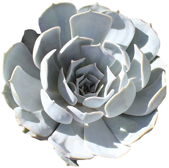 transparent-flowers:  Echeveria lilacina. (x).
