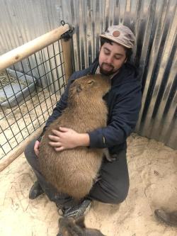 dawwwwfactory:  I got to snuggle with a capybara