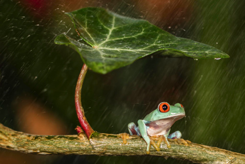 themoonphase: geckopirateship: awkwardsituationist: shelter from the storm. photos by kutub uddin (m