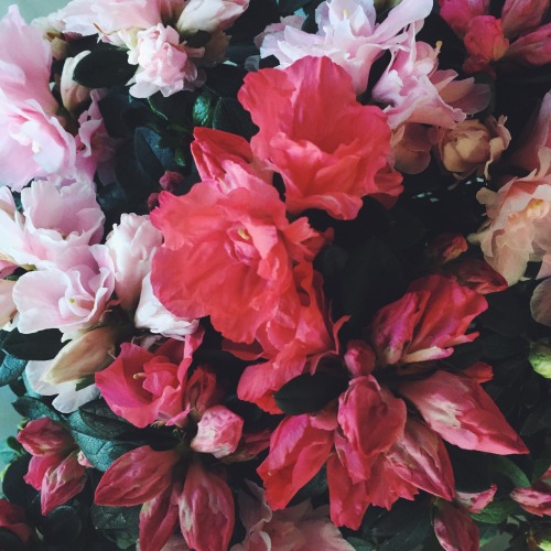 I took this when I went to a florist. I need flowers for my senior year prom.