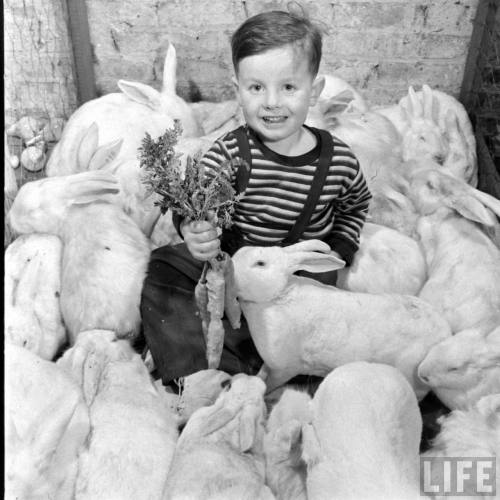 Boy beset by bunnies(George Skadding. 1947)