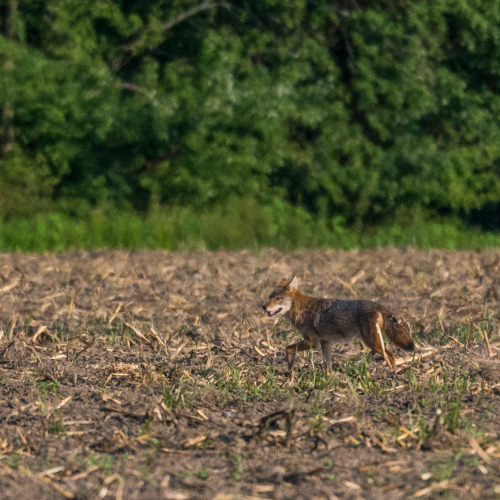 coyote