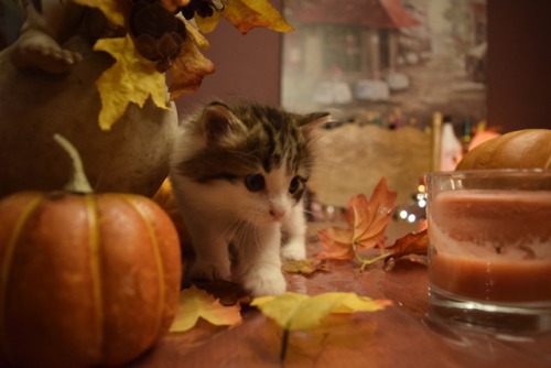 swan-heda:Pumpkin spice catte.