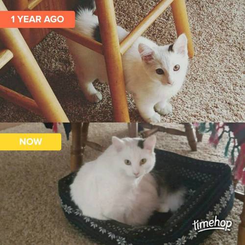 One whole year since I brought my sweet, loving, quirky, weirdo ghostie baby home. My heart has neve