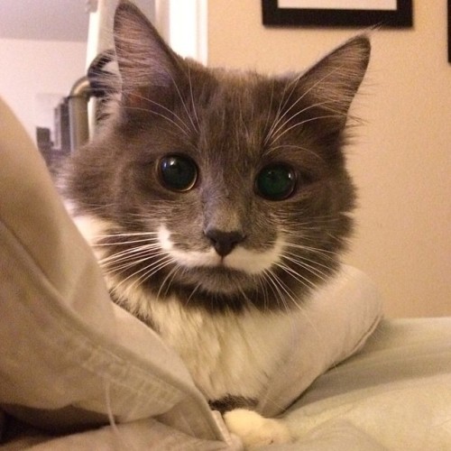 hamiltonthehipstercat:  Hammy (not so) patiently waiting for everyone to wake up… #mustachecat